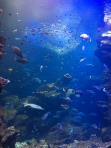 img_51611